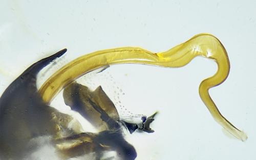 Empis nuntia